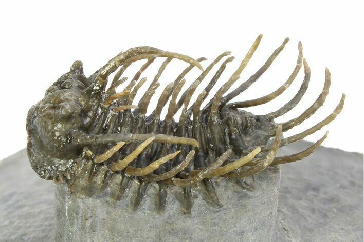 Well Prepared, Spiny Koneprusia Trilobite - Ofaten, Morocco #350531